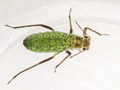 Eulachnus agilis